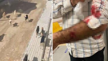 Bitlis’ten sonra Hatay’da da aynı manzara! Samandağ’ı başıboş köpekler işgal etti